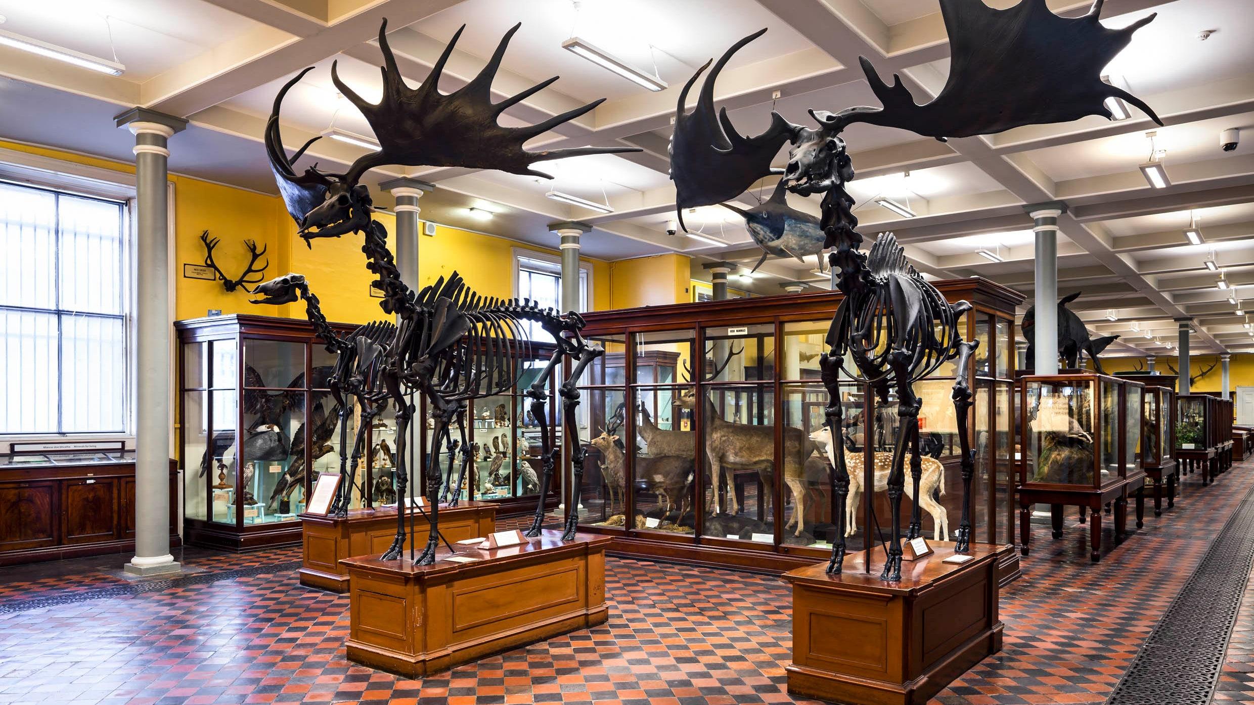 Natural History Museum, Dublin, Ireland — Museum Review | Condé ...