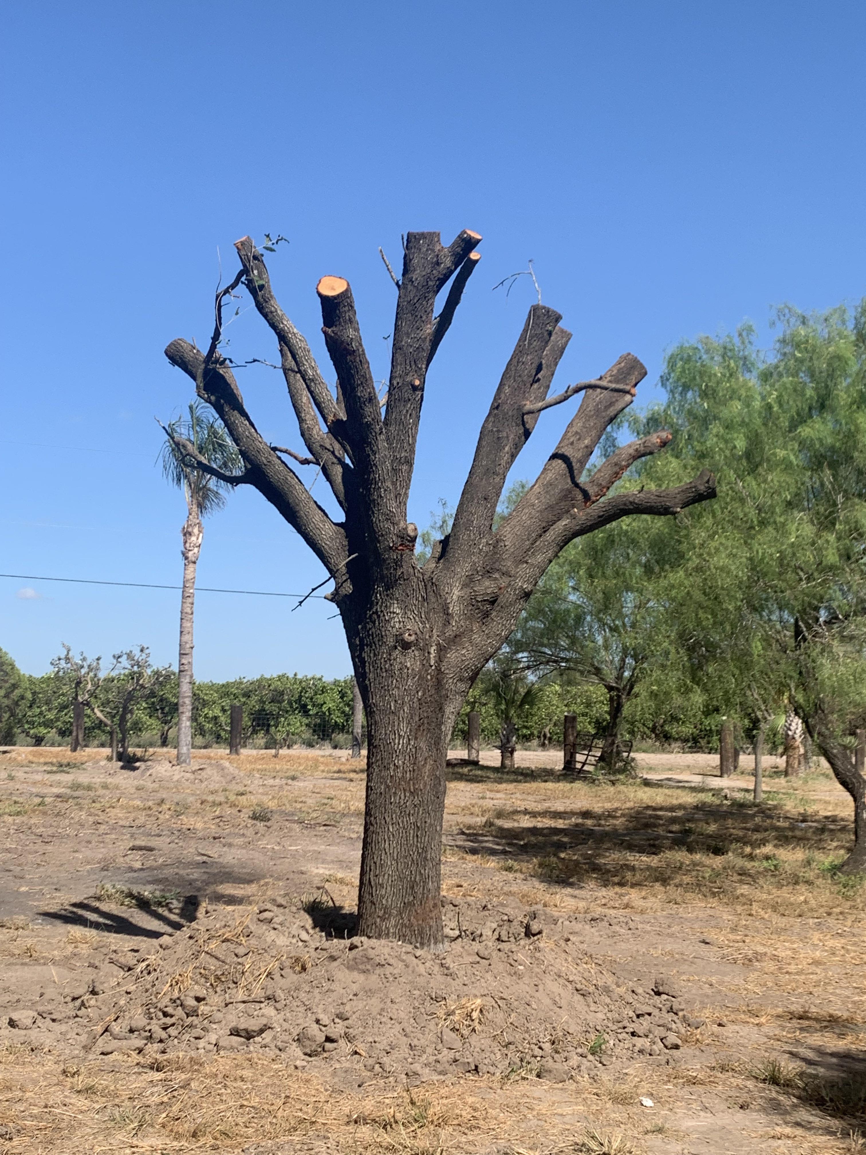 Is it possible to successfully transplant this tree? : r/arborists